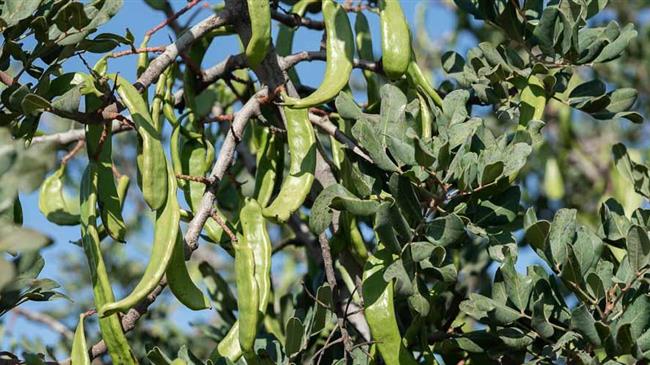 Χαρουπιά: Το δέντρο "φάρμακο" αναδεικνύει η Περιφέρεια Κρήτης