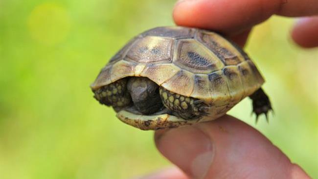 Κύπρος: «Μόδα» οι μπομπονιέρες με ζωντανές χελώνες!