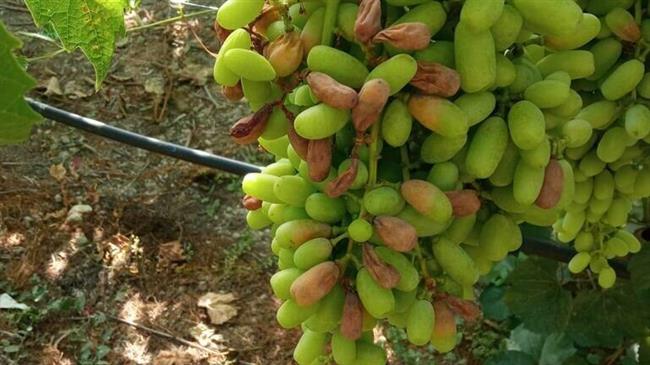 Ζήτημα επιβίωσής τους θέτουν οι αγρότες της Κορινθίας