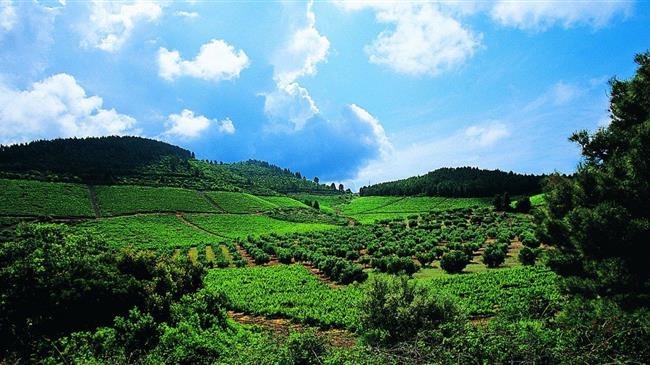 Αναδιάρθρωση και Μετατροπή  Αμπελώνων περιόδου 2023/2024