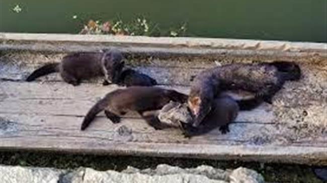 Επιδρομές μινκ σε χωριά του Τυρνάβου θανατώνουν μεγάλους πληθυσμούς πουλερικών