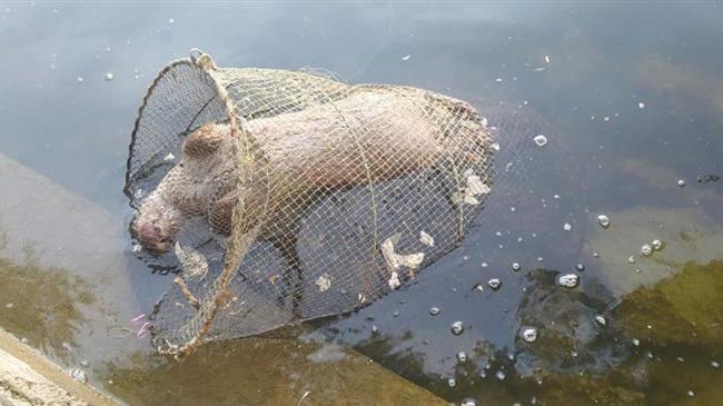 Καστοριά: Νεκρή βίδρα που παγιδεύτηκε σε δίχτυα