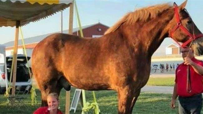 Πέθανε το ψηλότερο άλογο στον κόσμο, ο «Μεγάλος Τζέικ»