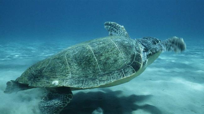 Χανιά: Πτώμα χελώνας careta-careta ανασύρθηκε από την παραλία του Τερσανά στο Ακρωτήρι