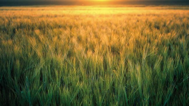 Τελιγιορίδου: «Δώρον άδωρον οι συνδεδεμένες ενισχύσεις στον σκληρό και μαλακό σίτο και το κριθάρι»