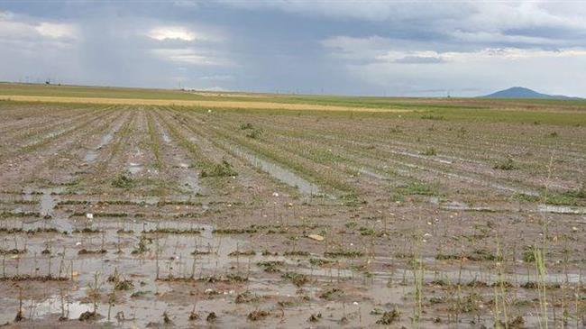 ΔΟΒ: Άμεση επέμβαση του ΕΛΓΑ για τις περιοχές όπου καλλιεργείται βαμβάκι και επλήγησαν