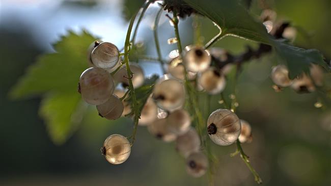 «Χάνεται το εισόδημα από λάδι και σταφίδα στην Δυτική Ελλάδα»