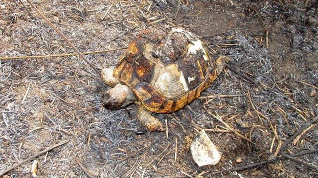 Πρόγραμμα περισυλλογής και διαχείρισης κάθε είδους νεκρών ζώων