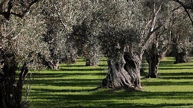 Ποιος είναι ο «μυστικοπαθής γαλαζοαίματος» Σεΐχης, που αγοράζει ελιές στην Ελλάδα