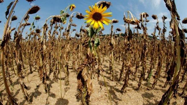 Αγροτική παραγωγή: Στο «έλεος» της κλιματικής αλλαγής – Οι οικονομικές επιπτώσεις