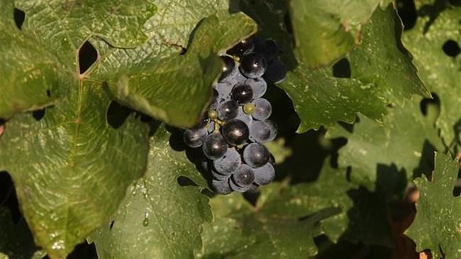 Στην Αργεντινή, οι αμπελουργοί και οι οινοποιοί βλέπουν την κερδοφορία τους να μειώνεται