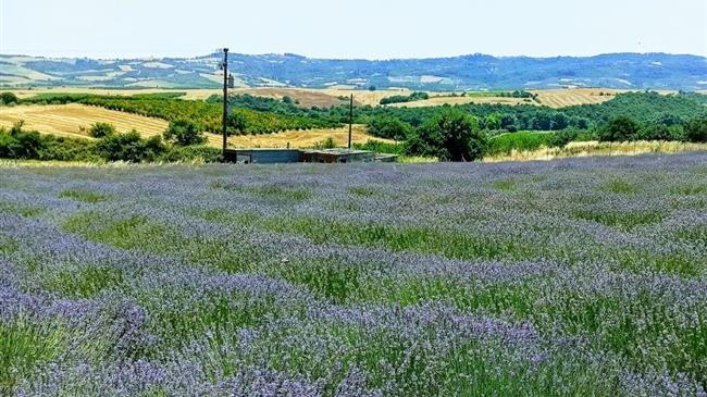 Πάτσης: Έγκριση ενισχύσεων στους λεβαντοπαραγωγούς και πατατοπαραγωγούς Γρεβενών