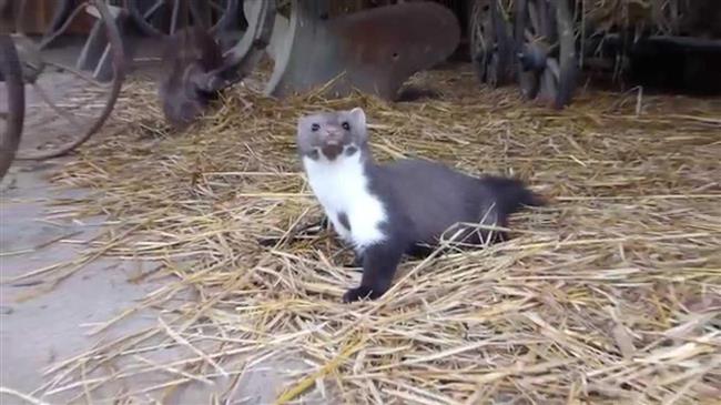 Κοζάνη: Πετροκούναβα είναι τελικά τα… μινκ