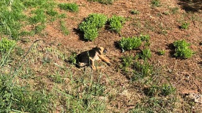 Πρόγραμμα περισυλλογής και διαχείρισης κάθε είδους νεκρών ζώων