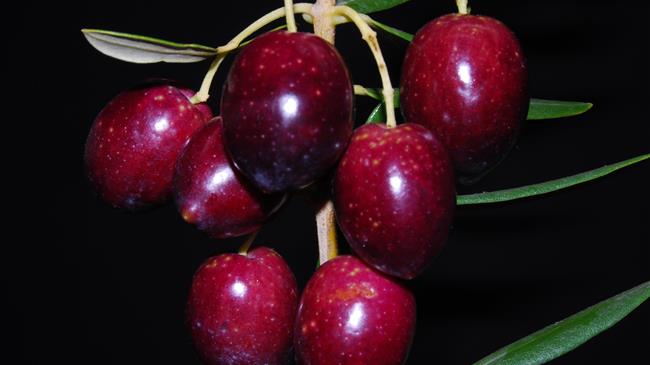 FMC: Χρήση του σκευάσματος NTEKOR 40 EC με δολωματικούς ψεκασμούς στην Ελιά