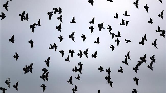 Κατά 600 εκατομμύρια έχει μειωθεί ο πληθυσμός των πτηνών στην ΕΕ από το 1980