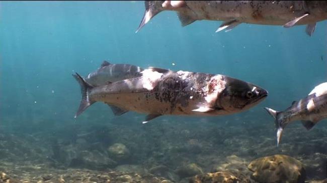 Καύσωνας: Σολομοί «ψήθηκαν» από τη ζέστη μέσα στο νερό
