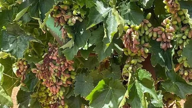 De minimis και για τους σταφυλοπαραγωγούς Crimson της Συκεώνας Καρδίτσας ζητά ο Χαρακόπουλος