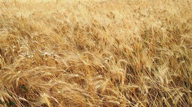 Η Ουκρανία εξετάζει το ενδεχόμενο να περιορίσει τις εξαγωγές σίτου το 1ο εξάμηνο του 2022