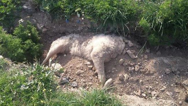 Σε εφαρμογή το πρόγραμμα διαχείρισης και αποτέφρωσης κάθε είδους νεκρών ζώων