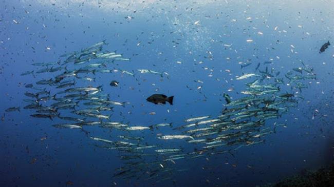 A robust new strategy for sustainable fisheries and aquaculture in the Mediterranean and the Black Sea