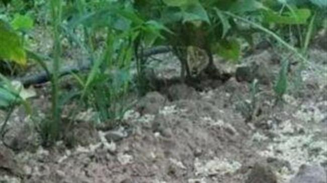 Καστοριά: Επιστολή του  Αντιπεριφερειάρχη Δ. Σαββόπουλου για τις Ζημιές στα Φασόλια