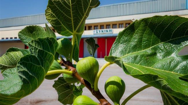 Μεσσηνία: Η “Συκική” ανακοίνωσε τις τιμές για την συκοπαραγωγή του 2021