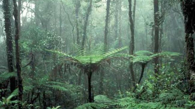 «Όχι στην αναδάσωση των καμένων περιοχών στην Ελλάδα με γενετικώς τροποποιημένα δέντρα»