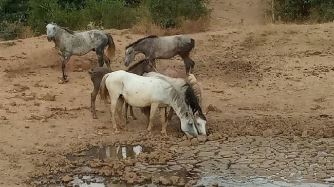 Επιχείρηση από την πολιτική προστασία για τα άγρια άλογα του Σουλίου