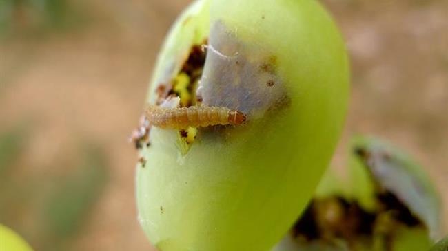 Ευδεμίδα αμπελιού