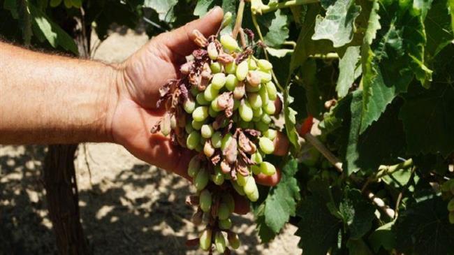 Δήμος Μίνωα Πεδιάδας: αναγγελλία ζημιών στα αμπέλια από τον καύσωνα