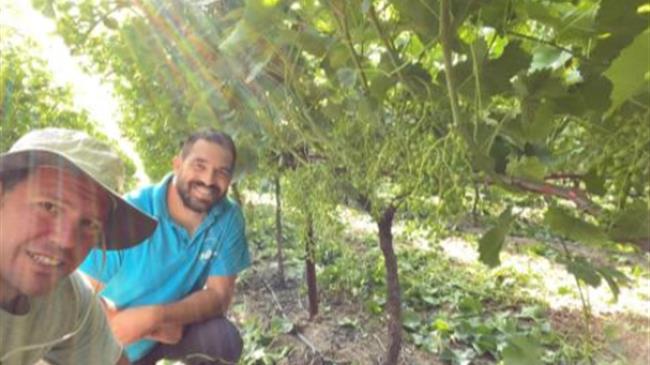 Συνεργασία της Anthesis με την GGC (Greek Grape Company) για Μηδενικά Υπολείμματα στα Επιτραπέζια Σταφύλια