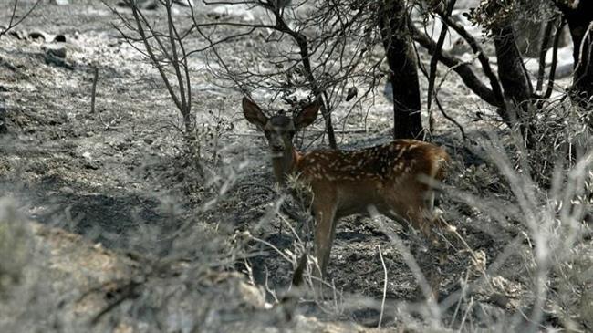 Στήριξη από το Περιφερειακό Συμβούλιο στους αγρότες της Ρόδου για τον έλεγχο του πληθυσμού των ελαφιών