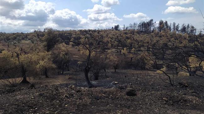Έως 23 Δεκεμβρίου οι αιτήσεις ενίσχυσης πυρόπληκτων επιχειρήσεων επεξεργασίας ελαιοκάρπου του 2021