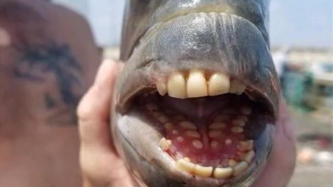 Έπιασε ψάρι με ανθρώπινα δόντια