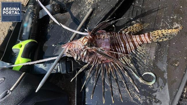 Αλιεύθηκε λεοντόψαρο σε παραλία της Αίγινας