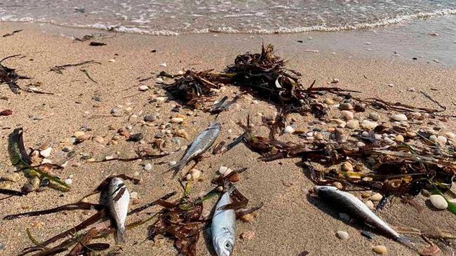 Νεκρά ψάρια «ξεβράζει» η θάλασσα σε παραλία στη Χαλκιδική [vid]