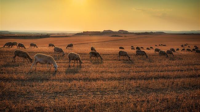 Από 7 Δεκεμβρίου οι αιτήσεις ενίσχυσης για τη Γενετική Βελτίωση Ζώων
