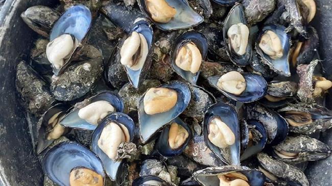 Ερώτηση Αυγέρη – Φάμελλου: Σε απόγνωση οι μυδοκαλλιεργητές της Κεντρικής Μακεδονίας λόγω της ολικής καταστροφής των μυδοκαλλιεργειών