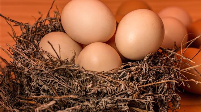 Rabobank: Η στρατηγική αναγέννηση της αμερικανικής βιομηχανίας αυγών