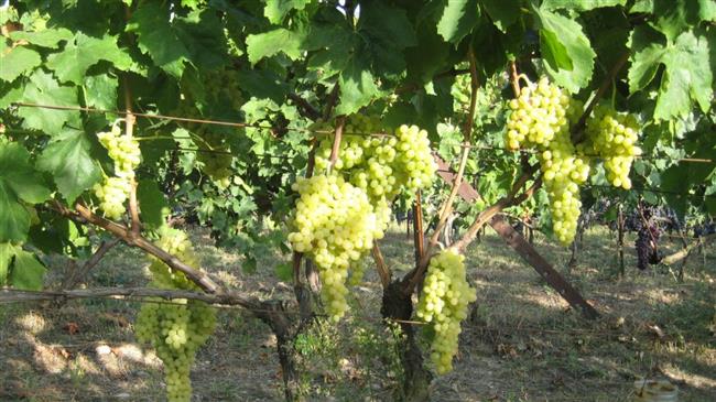 Αίτημα τριών δημάρχων της Κορινθίας για αποζημίωση παραγωγών της σουλτανίνας