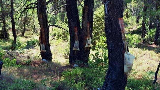 Φωτιά στην Εύβοια: Σε απόγνωση οι ρητινοκαλλιεργητές της Εύβοιας – «Χάσαμε τη δουλειά μας»