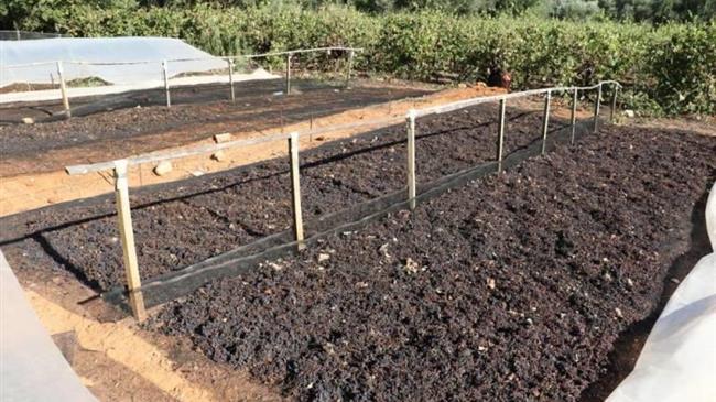 Κρήτη: Αποζημιώσεις για τη βρεγμένη σταφίδα - Ολική καταστροφή για τους παραγωγούς