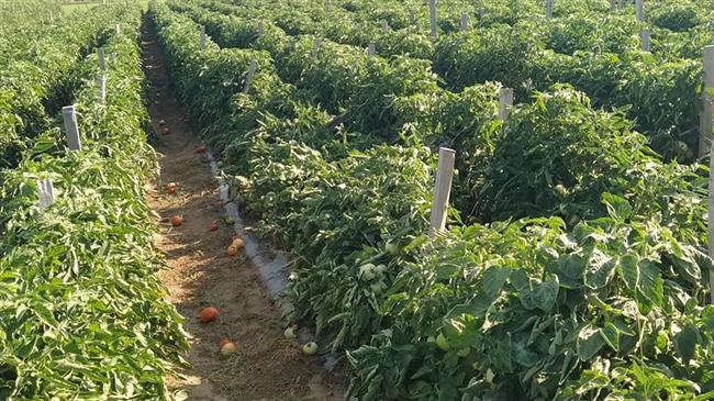 Καστοριά: Πολύ μεγάλες  ζημίες στις καλλιέργειες