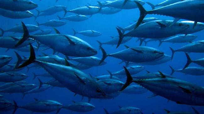 EU sets out Baltic Sea fish quotas for 2022