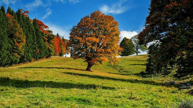 ΟΠΕΚΕΠΕ: Συνεχίζονται οι πληρωμές για τις δασώσεις γαιών