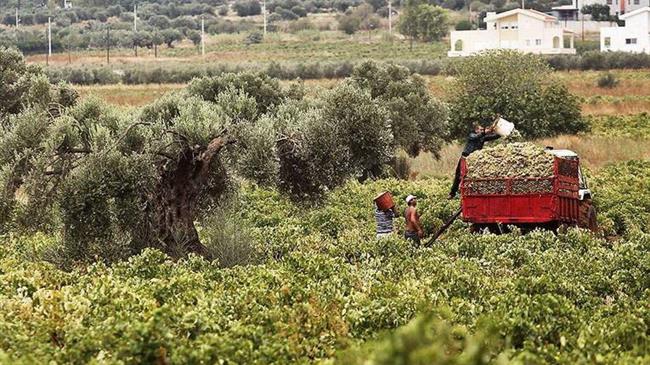 Η εγκατάλειψη του ελληνικού αμπελώνα συνεχίζεται, η επιδοτούμενη εκρίζωση της ΕΕ θα τον αποτελειώσει