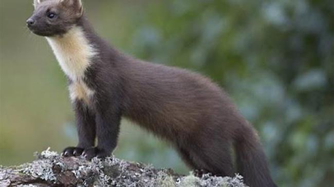 Πτολεμαΐδα: Κουνάβια αποδεκάτισαν κοτέτσια