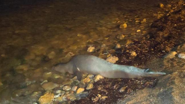 Χανιά: Κατάφερε να κολυμπήσει στα ανοιχτά η “Στέλλα”