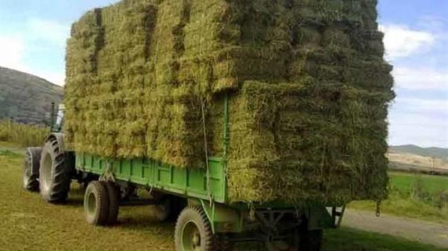 Νησιωτική κτηνοτροφία: Έκτακτη ενίσχυση για ζωοτροφές